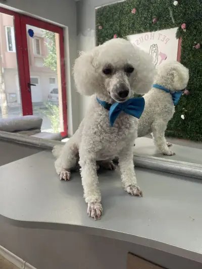 Pet house - grooming and shop