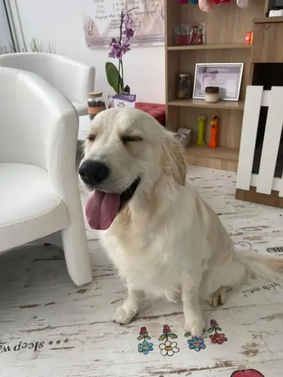 Grooming Salon FOUR PAWS | Цялостен Груминг за кучета, Подстригване, Къпане, Сресване Бургас