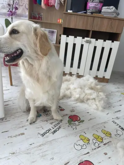 Grooming Salon FOUR PAWS | Цялостен Груминг за кучета, Подстригване, Къпане, Сресване Бургас