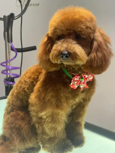 Grooming Salon FOUR PAWS | Цялостен Груминг за кучета, Подстригване, Къпане, Сресване Бургас