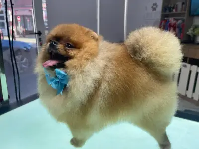 Grooming Salon FOUR PAWS | Цялостен Груминг за кучета, Подстригване, Къпане, Сресване Бургас
