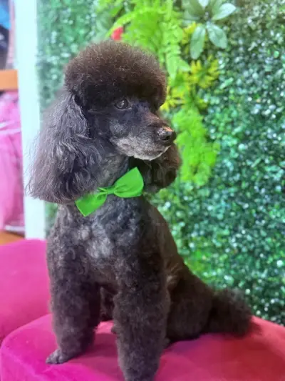 Hot Dog Grooming