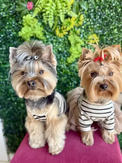 Hot Dog Grooming