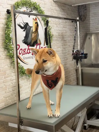 Posh Dog - Груминг студио