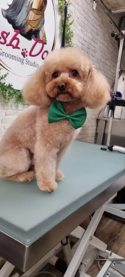 Posh Dog - Груминг студио
