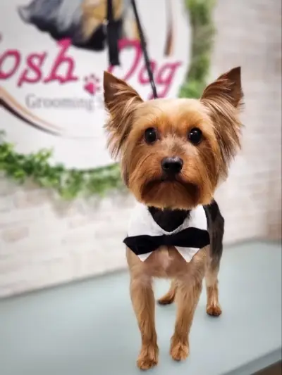 Posh Dog - Груминг студио