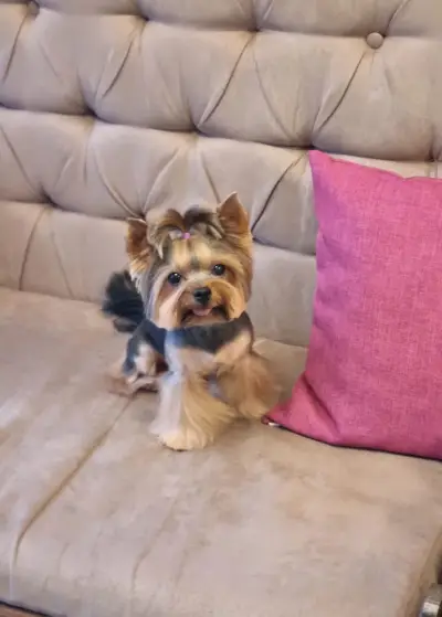 Posh Dog - Груминг студио