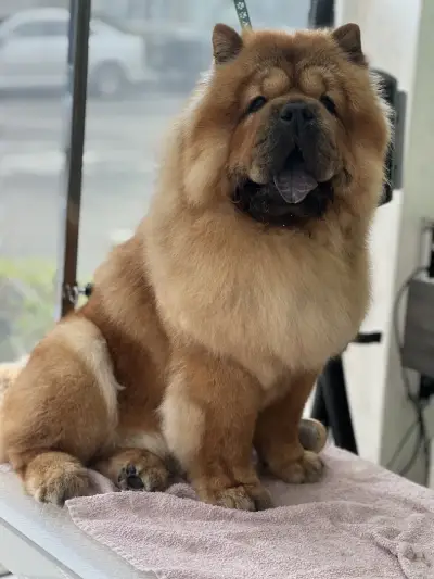 Груминг студио Догиланд/ Grooming studio Doggyland Груминг Бургас