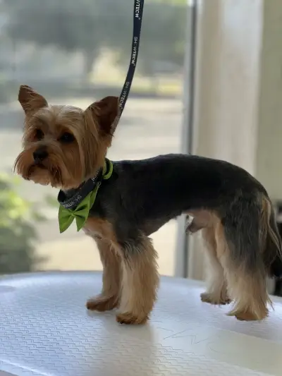 Груминг студио Догиланд/ Grooming studio Doggyland Груминг Бургас