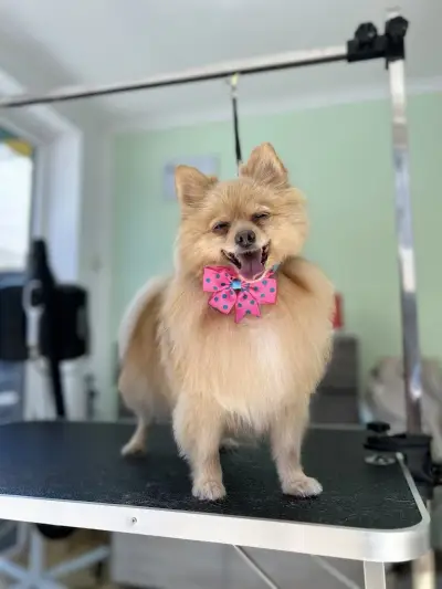 Груминг студио Догиланд/ Grooming studio Doggyland Груминг Бургас