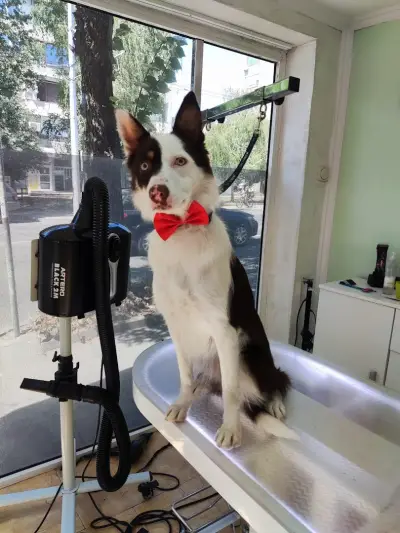 Груминг студио Догиланд/ Grooming studio Doggyland Груминг Бургас