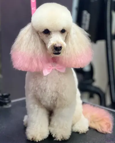Груминг студио Догиланд/ Grooming studio Doggyland Груминг Бургас