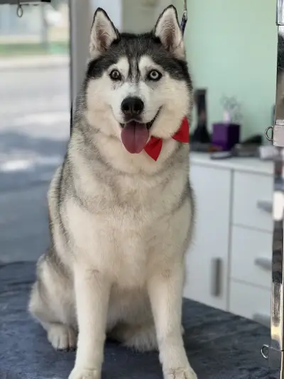Груминг студио Догиланд/ Grooming studio Doggyland Груминг Бургас