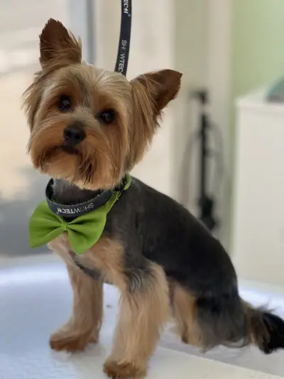 Груминг студио Догиланд/ Grooming studio Doggyland Груминг Бургас
