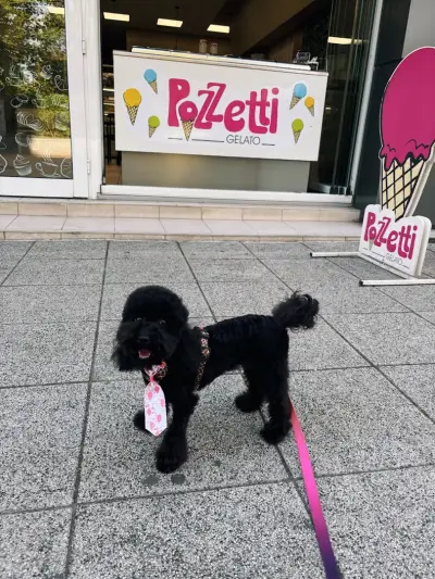 Груминг студио Догиланд/ Grooming studio Doggyland Груминг Бургас