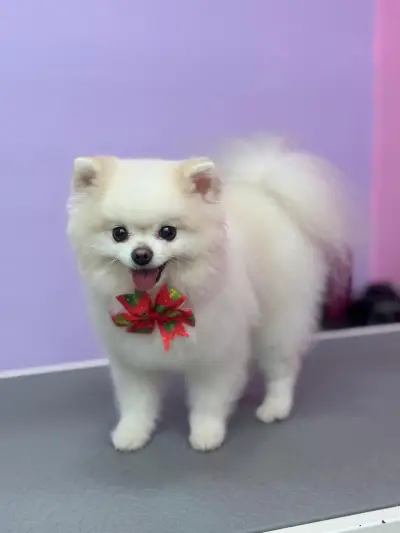 Салон за домашни любимци, Pet Grooming RP , подстригване на кучета и котки