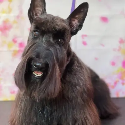 Салон за домашни любимци, Pet Grooming RP , подстригване на кучета и котки