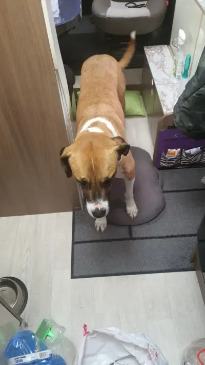 Салон за домашни любимци, Pet Grooming RP , подстригване на кучета и котки