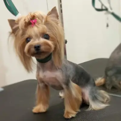 Салон за домашни любимци, Pet Grooming RP , подстригване на кучета и котки