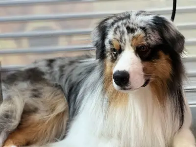 Салон за домашни любимци, Pet Grooming RP , подстригване на кучета и котки