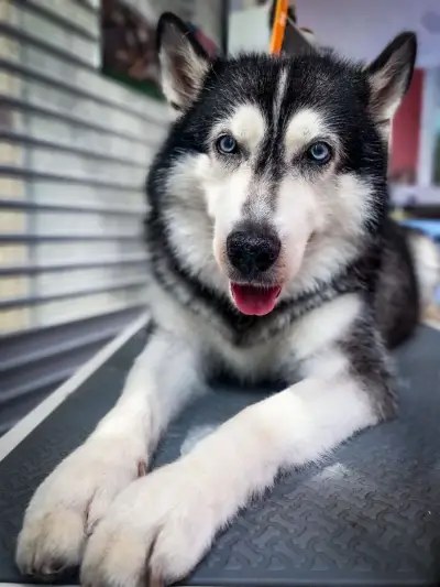 Салон за домашни любимци, Pet Grooming RP , подстригване на кучета и котки
