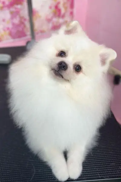 Салон за домашни любимци, Pet Grooming RP , подстригване на кучета и котки