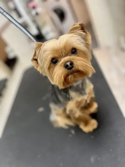 Polly’s grooming place