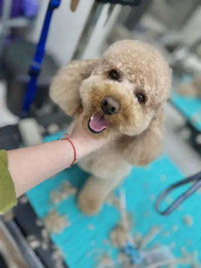 Polly’s grooming place