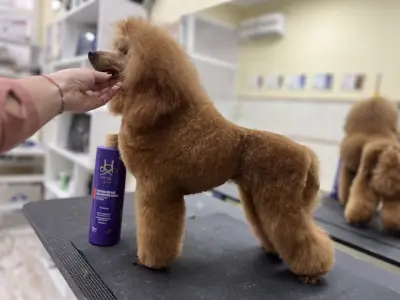 Polly’s grooming place