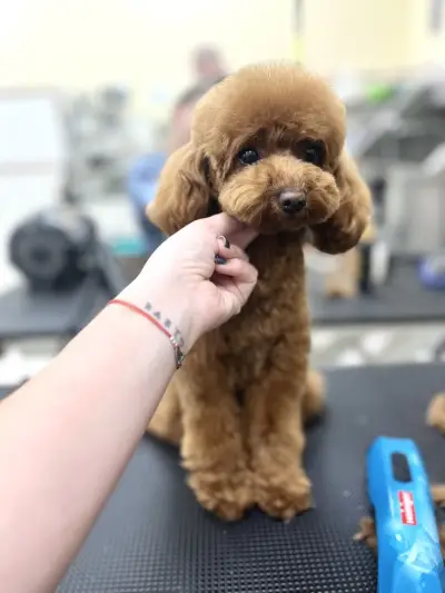 Polly’s grooming place