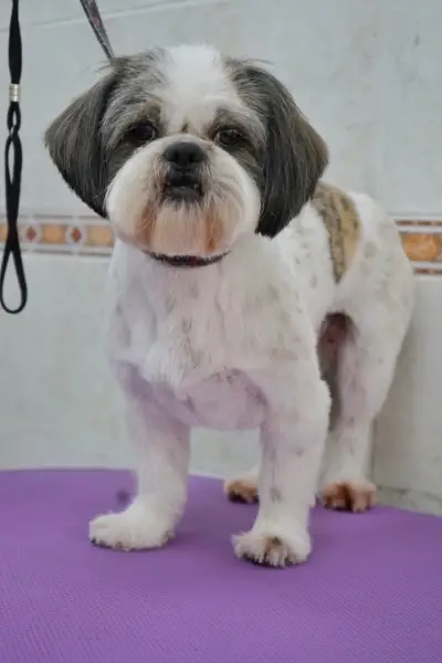 Polly’s grooming place