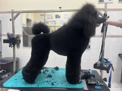 Polly’s grooming place