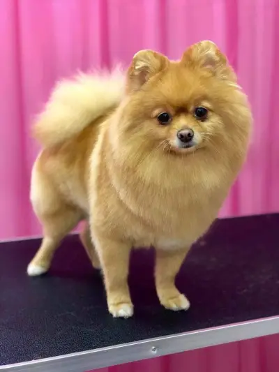 Зооцентър PuppyLand