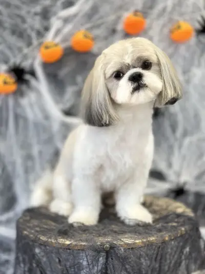 Груминг Салон - "Bubbles Dog Grooming"