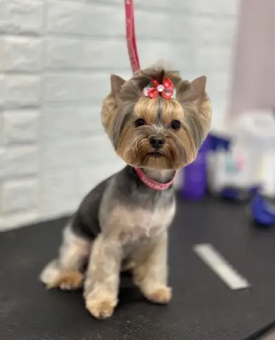 Груминг Салон - "Bubbles Dog Grooming"