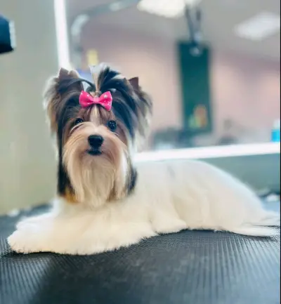 Груминг Салон - "Bubbles Dog Grooming"