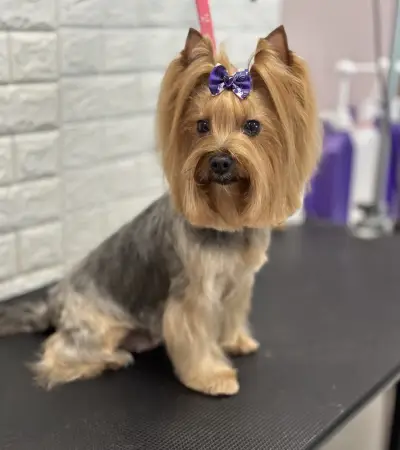 Груминг Салон - "Bubbles Dog Grooming"