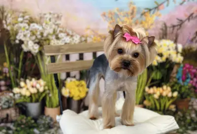 Груминг Салон - "Bubbles Dog Grooming"
