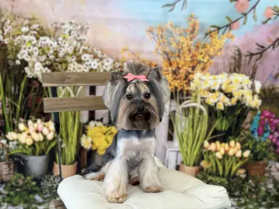 Груминг Салон - "Bubbles Dog Grooming"