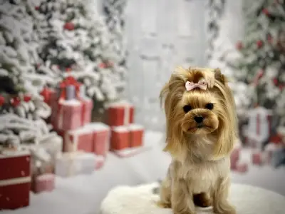 Груминг Салон - "Bubbles Dog Grooming"