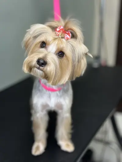 Груминг Салон - "Bubbles Dog Grooming"