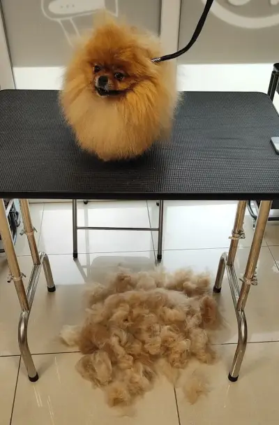 Груминг салон Wild Pet