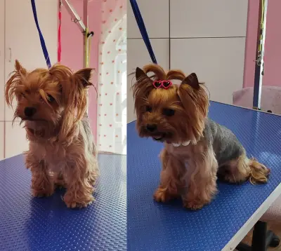 Груминг салон Wild Pet