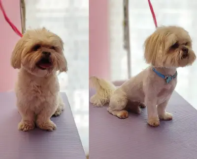 Груминг салон Wild Pet
