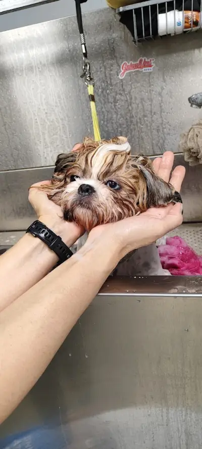 Груминг салон Wild Pet