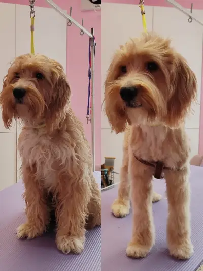 Груминг салон Wild Pet