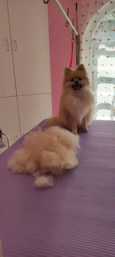 Груминг салон Wild Pet