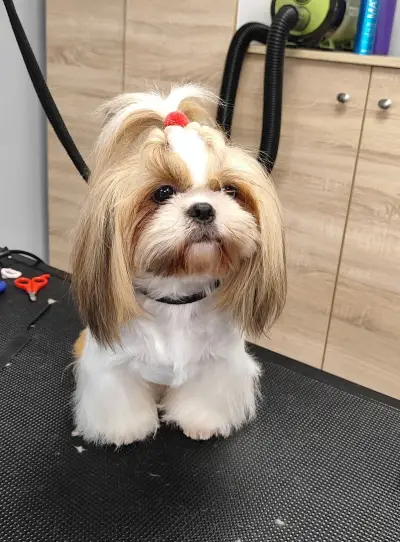 Груминг салон Wild Pet