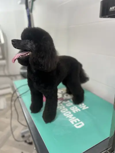Груминг салон Yuppy Puppy