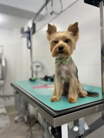 Груминг салон Yuppy Puppy